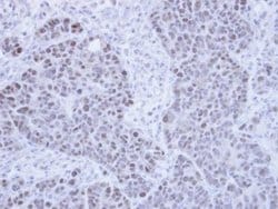 Invitrogen PPIL2 Polyclonal Antibody 100 &mu;L; Unconjugated:Antibodies,