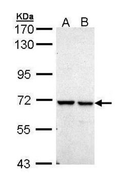 Invitrogen PPIL2 Polyclonal Antibody 100 &mu;L; Unconjugated:Antibodies,