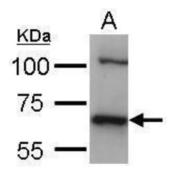 Invitrogen HSC70 Polyclonal Antibody 100 &mu;L; Unconjugated:Antibodies,