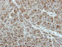 Invitrogen PCPTP1 Polyclonal Antibody 100 &mu;L; Unconjugated:Antibodies,