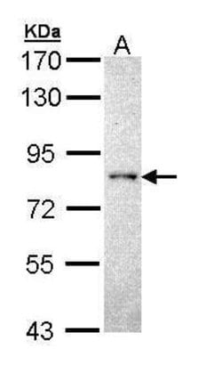 Invitrogen PCPTP1 Polyclonal Antibody 100 &mu;L; Unconjugated:Antibodies,