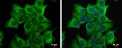 Invitrogen DVL2 Polyclonal Antibody 100 &mu;L; Unconjugated:Antibodies,