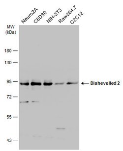 Invitrogen DVL2 Polyclonal Antibody 100 &mu;L; Unconjugated:Antibodies,