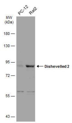 Invitrogen DVL2 Polyclonal Antibody 100 &mu;L; Unconjugated:Antibodies,