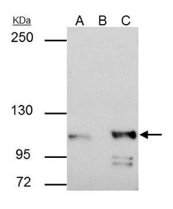 Invitrogen alpha Catenin Polyclonal Antibody 100 &mu;L; Unconjugated:Antibodies,