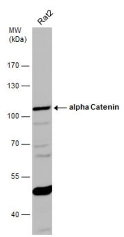 Invitrogen alpha Catenin Polyclonal Antibody 100 &mu;L; Unconjugated:Antibodies,