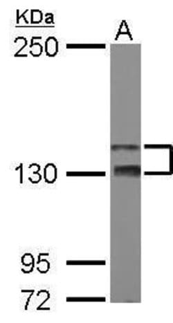 Invitrogen Taok2 Polyclonal Antibody 100 &mu;L; Unconjugated:Antibodies,