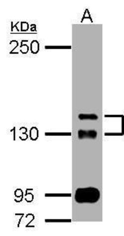 Invitrogen TAOK2 Polyclonal Antibody 100 &mu;L; Unconjugated:Antibodies,