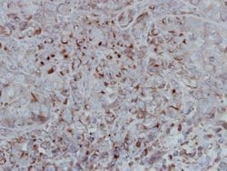 Invitrogen GSK3B Polyclonal Antibody 100 &mu;L; Unconjugated:Antibodies,