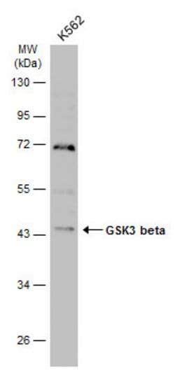 Invitrogen GSK3B Polyclonal Antibody 100 &mu;L; Unconjugated:Antibodies,