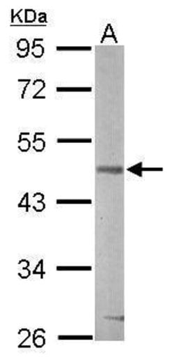 Invitrogen GSK3B Polyclonal Antibody 100 &mu;L; Unconjugated:Antibodies,