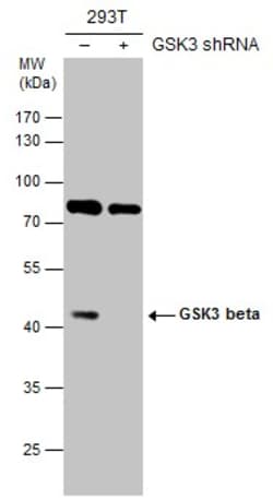 Invitrogen GSK3B Polyclonal Antibody 100 &mu;L; Unconjugated:Antibodies,