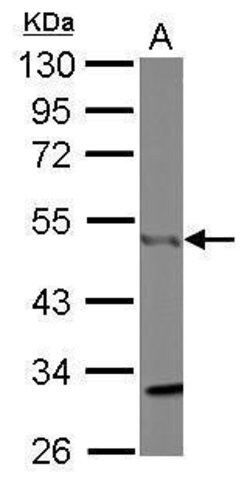 Invitrogen CtBP1 Polyclonal Antibody 100 &mu;L | Buy Online | Invitrogen&trade; | Fisher Scientific