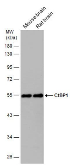 Invitrogen CtBP1 Polyclonal Antibody 100 &mu;L; Unconjugated:Antibodies,