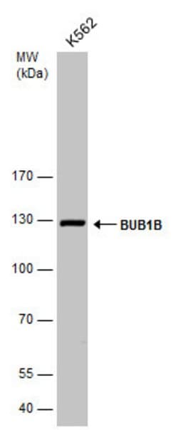 Invitrogen BUBR1 Polyclonal Antibody 100 &mu;L; Unconjugated:Antibodies,