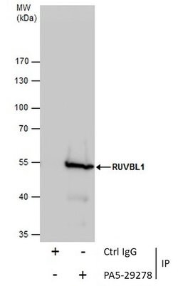 Invitrogen RUVBL1 Polyclonal Antibody 100 &mu;L | Buy Online | Invitrogen&trade; | Fisher Scientific