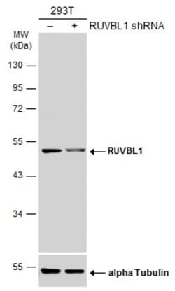 Invitrogen RUVBL1 Polyclonal Antibody 100 &mu;L | Buy Online | Invitrogen&trade; | Fisher Scientific