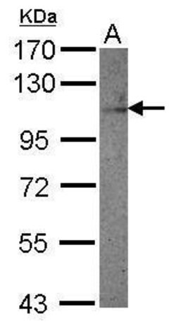 Invitrogen MCK10 Polyclonal Antibody 100 &mu;L | Buy Online | Invitrogen&trade; | Fisher Scientific