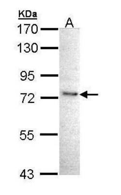 Invitrogen IKK epsilon Polyclonal Antibody 100 &mu;L | Buy Online | Invitrogen&trade; | Fisher Scientific