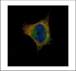 Invitrogen SCYL1 Polyclonal Antibody 100 &mu;L; Unconjugated:Antibodies,