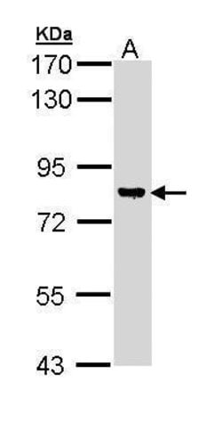 Invitrogen DGKG Polyclonal Antibody 100 &mu;L | Buy Online | Invitrogen&trade; | Fisher Scientific