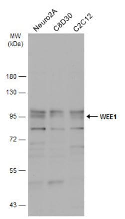 Invitrogen WEE1 Polyclonal Antibody 100 &mu;L; Unconjugated:Antibodies,