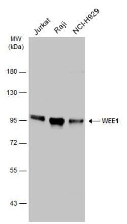 Invitrogen WEE1 Polyclonal Antibody 100 &mu;L; Unconjugated:Antibodies,