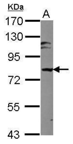 Invitrogen MARK3 Polyclonal Antibody 100 &mu;L | Buy Online | Invitrogen&trade; | Fisher Scientific