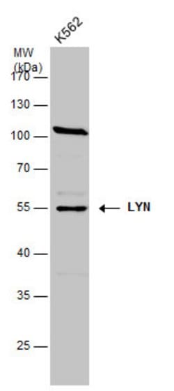 Invitrogen Lyn Polyclonal Antibody 100 &mu;L; Unconjugated:Antibodies,