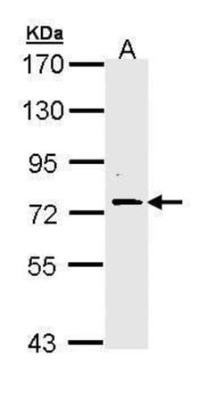 Invitrogen FAF1 Polyclonal Antibody 100 &mu;L | Buy Online | Invitrogen&trade; | Fisher Scientific