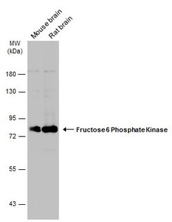 Invitrogen PFKM Polyclonal Antibody 100 &mu;L; Unconjugated:Antibodies,