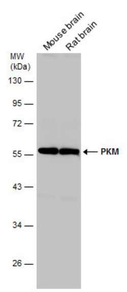 Invitrogen PKM2 Polyclonal Antibody 100 μL; Unconjugated:Antibodies,