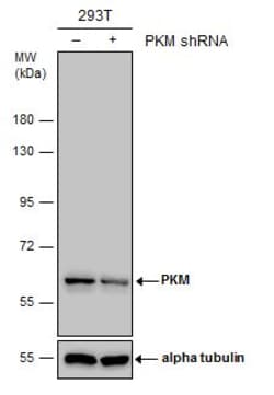 Invitrogen PKM2 Polyclonal Antibody 100 μL; Unconjugated:Antibodies,