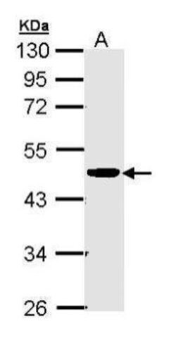 Invitrogen CKMT2 Polyclonal Antibody 100 &mu;L; Unconjugated:Antibodies,