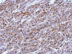 Invitrogen CNPase Polyclonal Antibody 100 &mu;L; Unconjugated:Anticuerpos