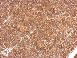 IDE Polyclonal Antibody, Invitrogen&trade; 100 &mu;L; Unconjugated 