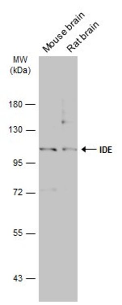 Invitrogen IDE Polyclonal Antibody 100 &mu;L; Unconjugated:Antibodies,