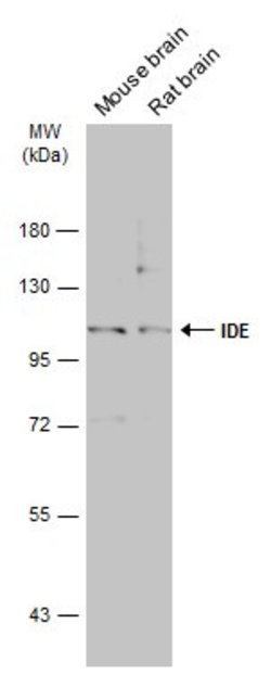 IDE Polyclonal Antibody, Invitrogen&trade; 100 &mu;L; Unconjugated 