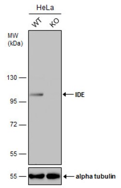 Invitrogen IDE Polyclonal Antibody 100 &mu;L; Unconjugated:Antibodies,