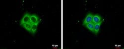 Invitrogen Ezrin Polyclonal Antibody 100 &mu;L; Unconjugated:Antibodies,