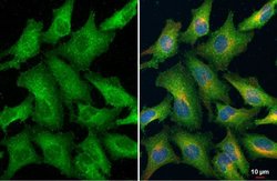 Invitrogen Ezrin Polyclonal Antibody 100 &mu;L; Unconjugated:Antibodies,