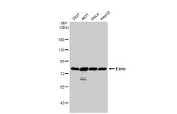 Invitrogen Ezrin Polyclonal Antibody 100 &mu;L; Unconjugated:Antibodies,