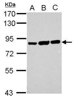 Invitrogen Ezrin Polyclonal Antibody 100 &mu;L | Buy Online | Invitrogen&trade; | Fisher Scientific