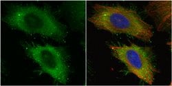 Invitrogen Ezrin Polyclonal Antibody 100 &mu;L; Unconjugated:Antibodies,
