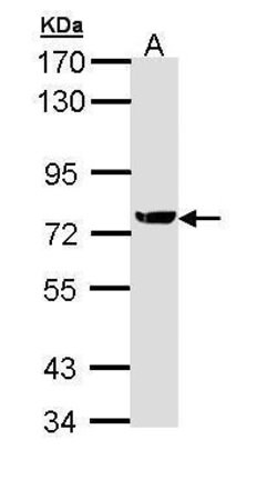 Invitrogen XRCC1 Polyclonal Antibody 100 &mu;L; Unconjugated:Antibodies,