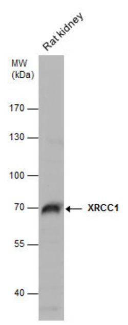 Invitrogen XRCC1 Polyclonal Antibody 100 &mu;L; Unconjugated:Antibodies,