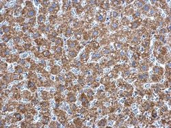 Invitrogen Adenylate Kinase 2 Polyclonal Antibody 100 &mu;L; Unconjugated:Antibodies,