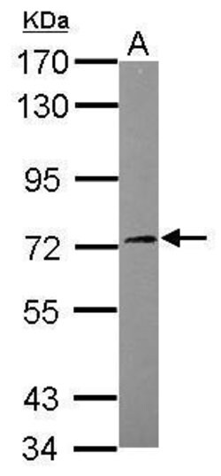 Invitrogen SGK3 Polyclonal Antibody 100 &mu;L; Unconjugated:Antibodies,