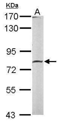 Invitrogen Calpain 2 Polyclonal Antibody 100 &mu;L | Buy Online | Invitrogen&trade; | Fisher Scientific