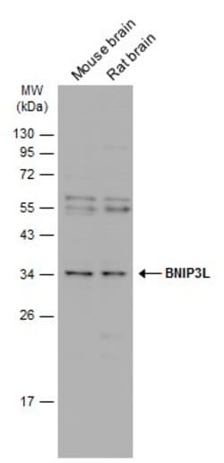 Invitrogen BNIP3L Polyclonal Antibody 100 &mu;L; Unconjugated:Antibodies,